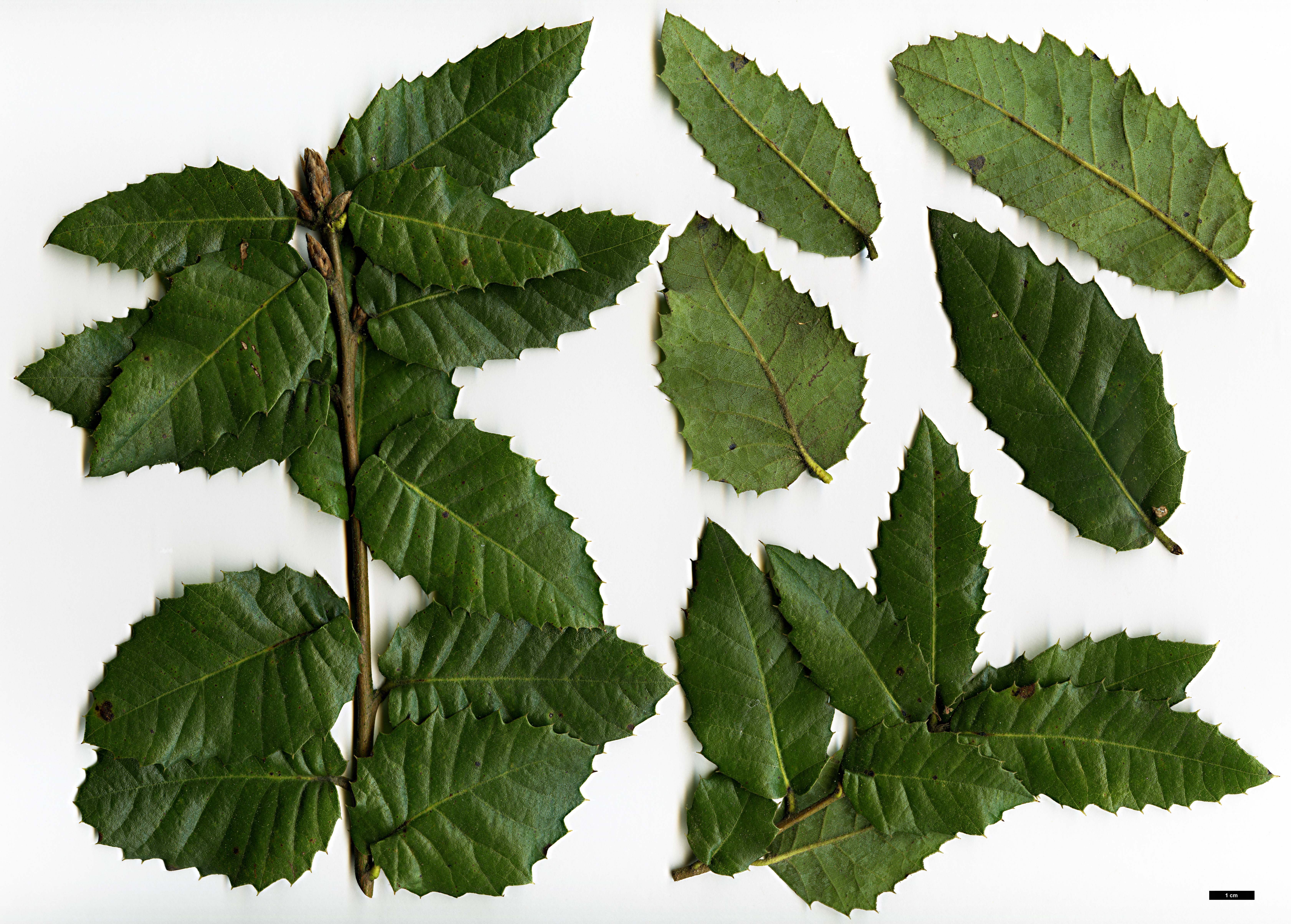 High resolution image: Family: Fagaceae - Genus: Quercus - Taxon: chrysolepis × Q.tomentella